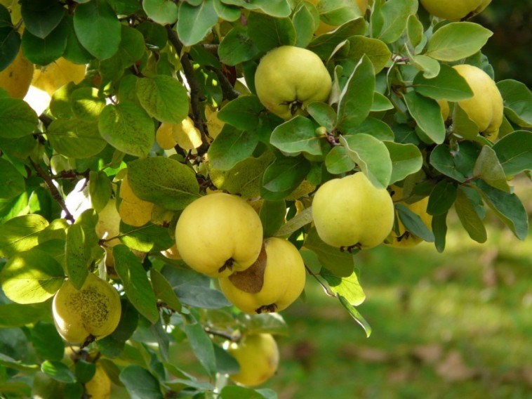 őszi gyümölcsfa és bogyós bokor ültetés